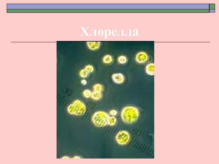 Хлорелла 