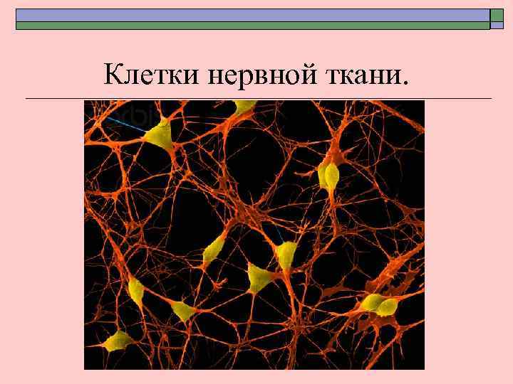 Клетки нервной ткани. 