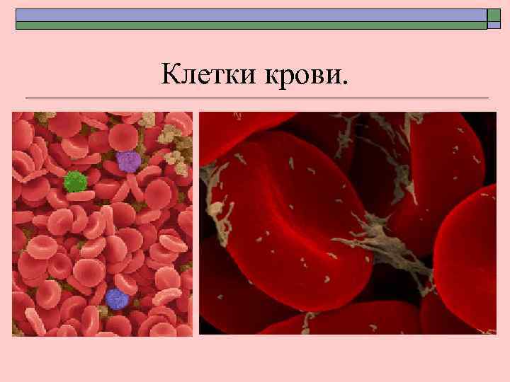 Клетки крови. 