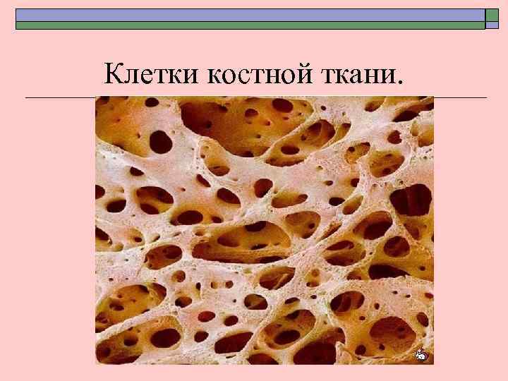 Клетки костной ткани. 
