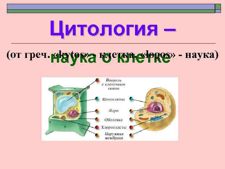 Цитология – (от греч. наука клетка, «logos» - наука) «kytos» - о клетке 