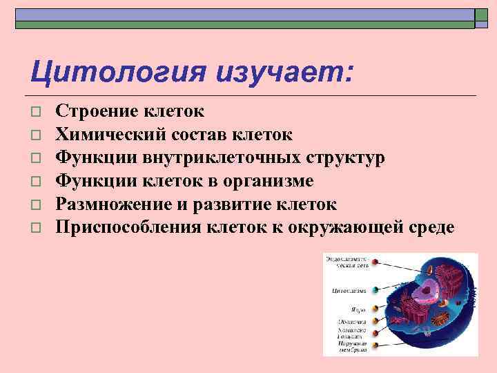 Цитология изучает: o o o Строение клеток Химический состав клеток Функции внутриклеточных структур Функции