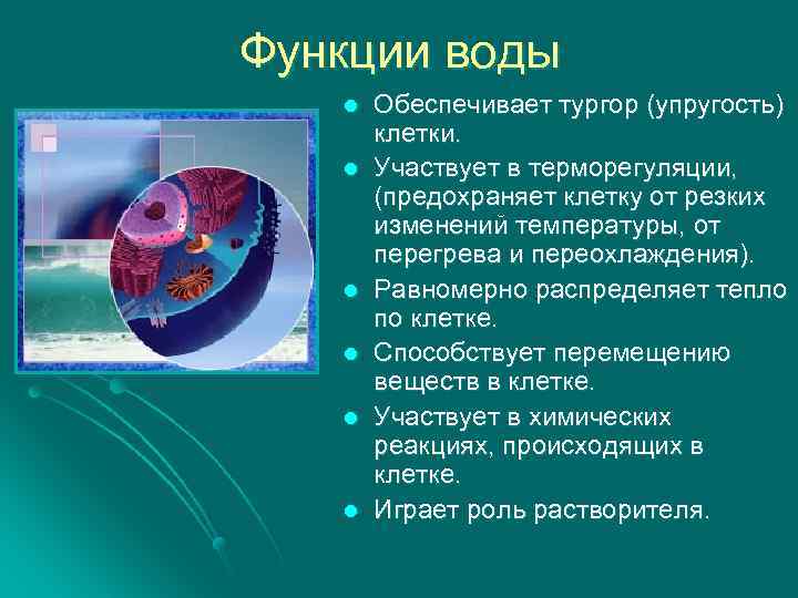 Функции воды l l l Обеспечивает тургор (упругость) клетки. Участвует в терморегуляции, (предохраняет клетку