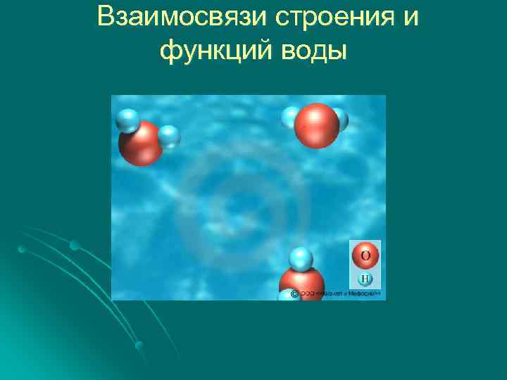  Взаимосвязи строения и функций воды 