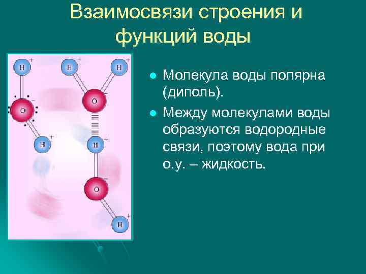  Взаимосвязи строения и функций воды l l Молекула воды полярна (диполь). Между молекулами