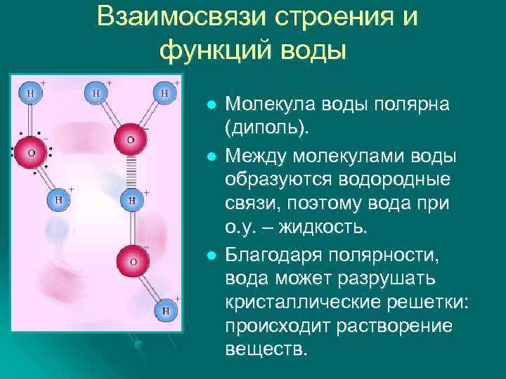  Взаимосвязи строения и функций воды l l l Молекула воды полярна (диполь). Между