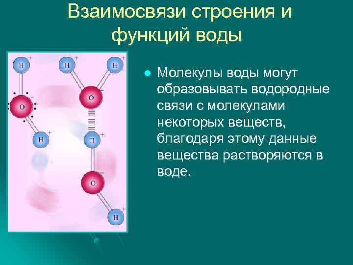  Взаимосвязи строения и функций воды l Молекулы воды могут образовывать водородные связи с