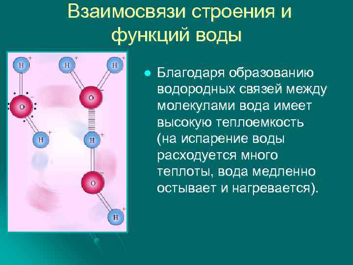  Взаимосвязи строения и функций воды l Благодаря образованию водородных связей между молекулами вода