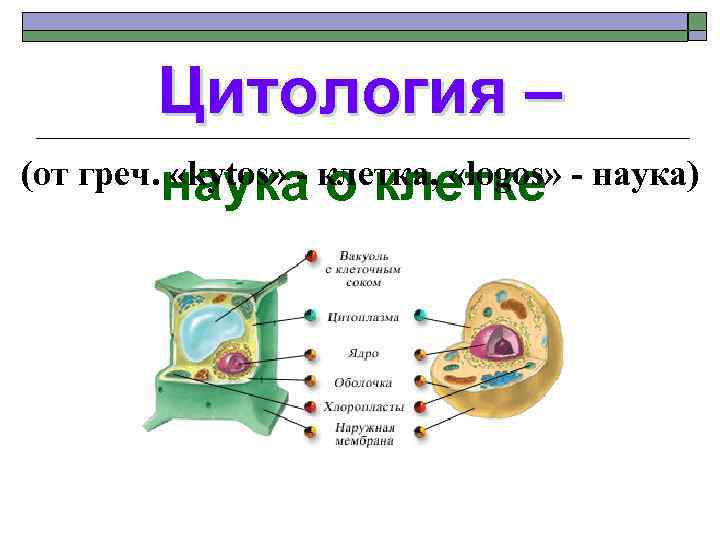 Цитология – (от греч. наука клетка, «logos» - наука) «kytos» - о клетке 