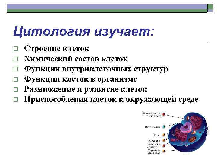 Цитология изучает: o o o Строение клеток Химический состав клеток Функции внутриклеточных структур Функции