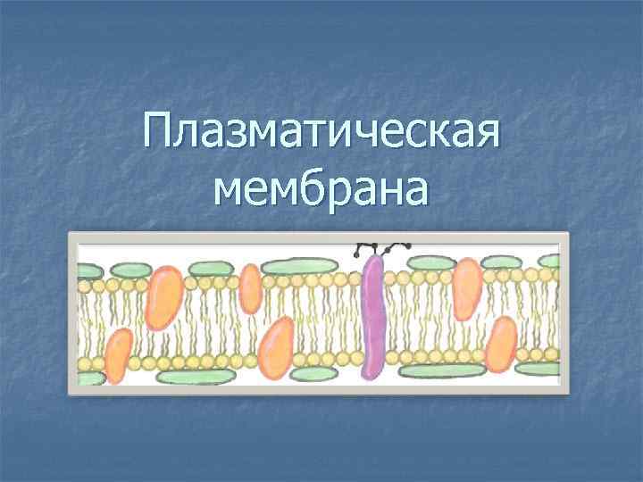 Плазматическая мембрана картинка