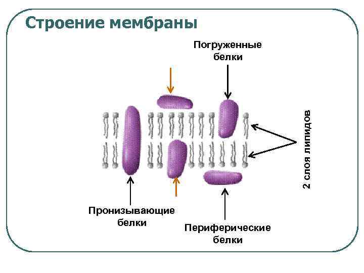 Строение мембраны 2 слоя липидов Погруженные белки Пронизывающие белки Периферические белки 