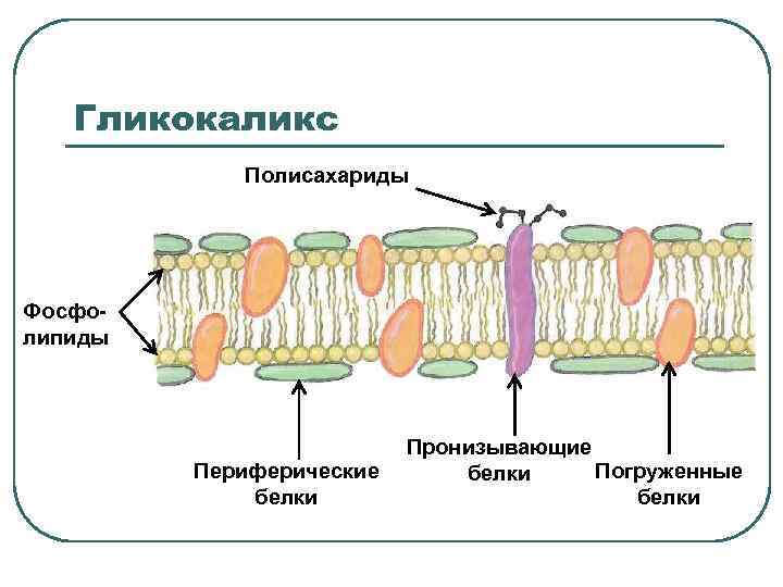 Гликокаликс Полисахариды Фосфолипиды Периферические белки Пронизывающие Погруженные белки 