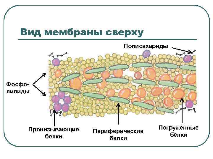 Плазматическая мембрана картинка