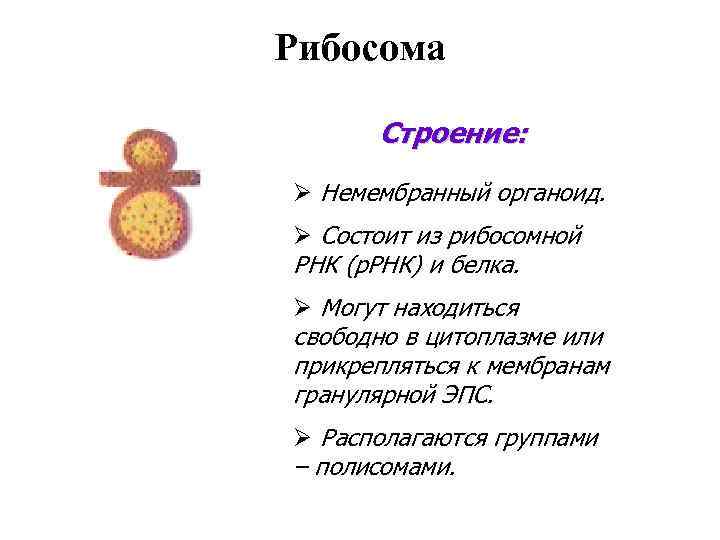 Строение рибосома рисунок