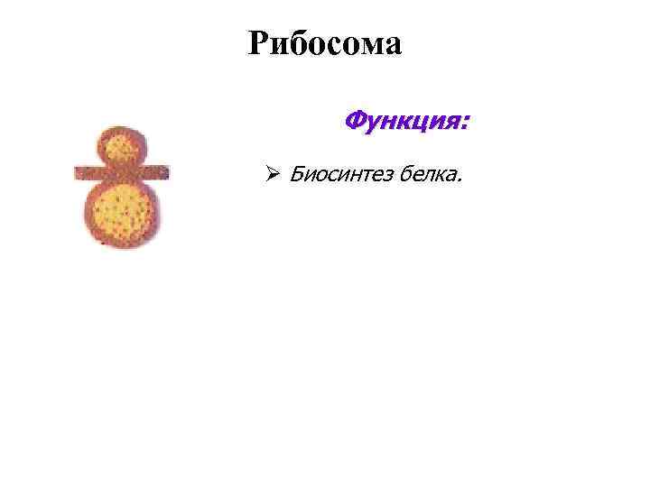 Рибосома Функция: Ø Биосинтез белка. 