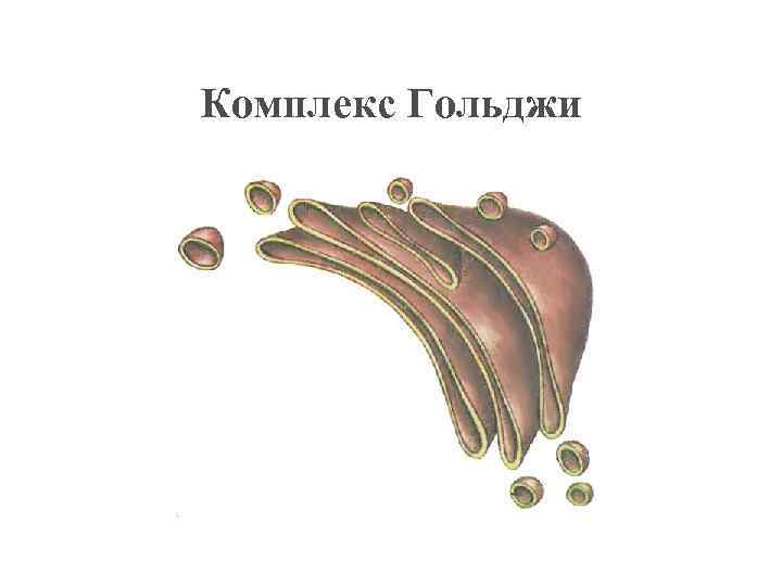 Комплекс Гольджи 