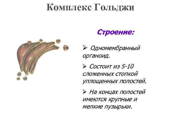 Комплекс Гольджи Строение: Ø Одномембранный органоид. Ø Состоит из 5 -10 сложенных стопкой уплощенных