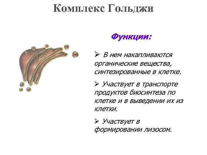 Комплекс Гольджи Функции: Ø В нем накапливаются органические вещества, синтезированные в клетке. Ø Участвует