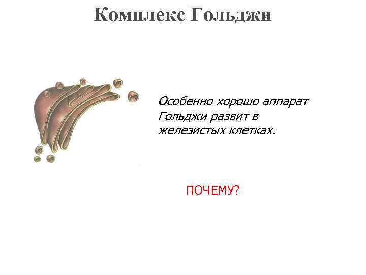 Комплекс Гольджи Особенно хорошо аппарат Гольджи развит в железистых клетках. ПОЧЕМУ? 