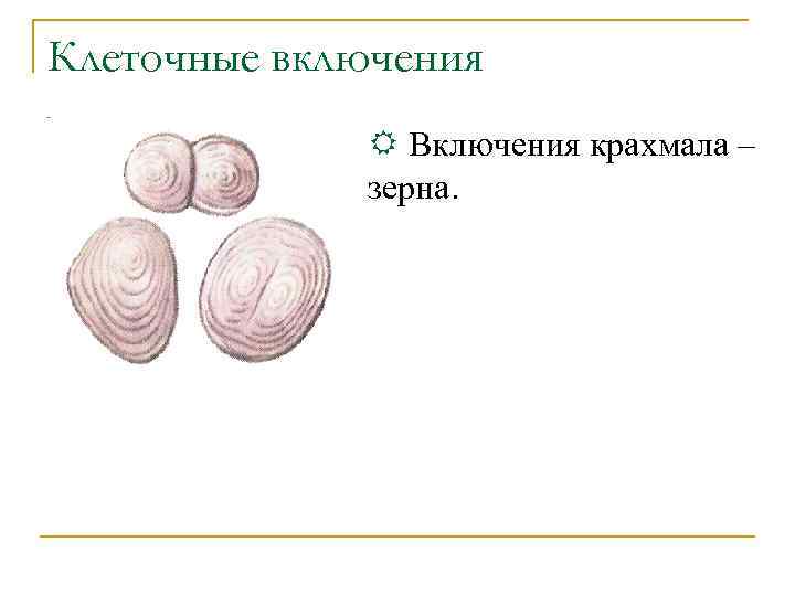 Клеточные включения R Включения крахмала – зерна. 