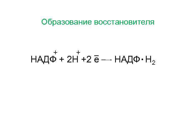 Образование восстановителя + + НАДФ + 2 Н +2 е НАДФ. Н 2 