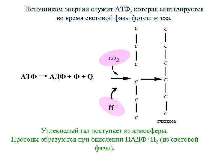 Источником энергии служит АТФ, которая синтезируется во время световой фазы фотосинтеза. АТФ АДФ +