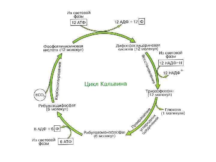 Преобразование энергии света при фотосинтезе схема