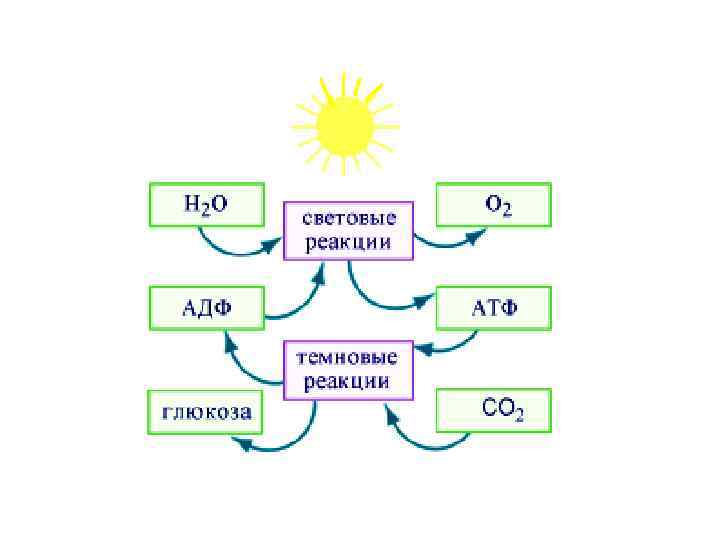 Преобразование энергии света при фотосинтезе схема