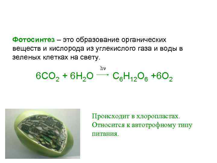 Фотосинтез – это образование органических веществ и кислорода из углекислого газа и воды в