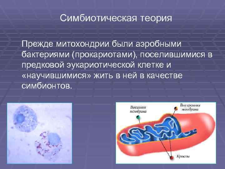 Симбиотическая теория Прежде митохондрии были аэробными бактериями (прокариотами), поселившимися в предковой эукариотической клетке и
