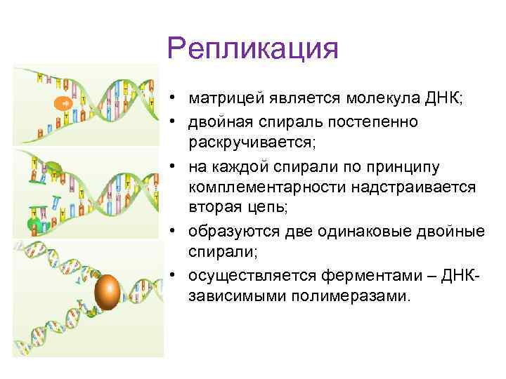 Репликация • матрицей является молекула ДНК; • двойная спираль постепенно раскручивается; • на каждой