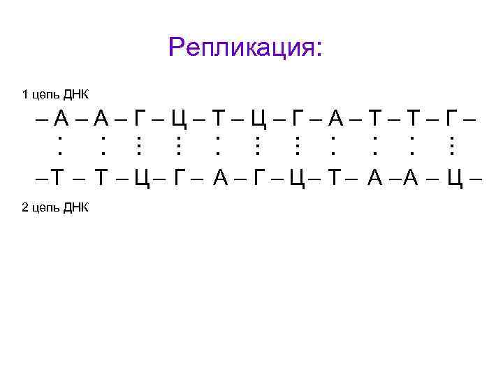 Репликация: 1 цепь ДНК –А–А–Г–Ц–Т–Ц–Г–А–Т–Т–Г– . . . . – Т – Ц –