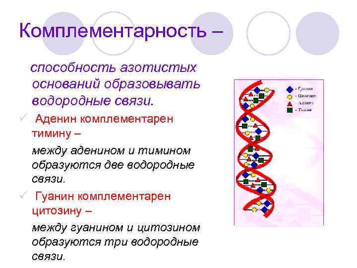 Комплементарность – способность азотистых оснований образовывать водородные связи. ü Аденин комплементарен тимину – между