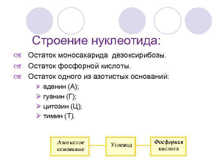 Строение нуклеотида: Остаток моносахарида дезоксирибозы. Остаток фосфорной кислоты. Остаток одного из азотистых оснований: Ø