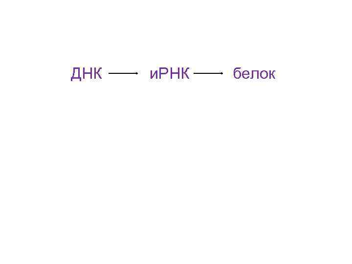 ДНК и. РНК белок 