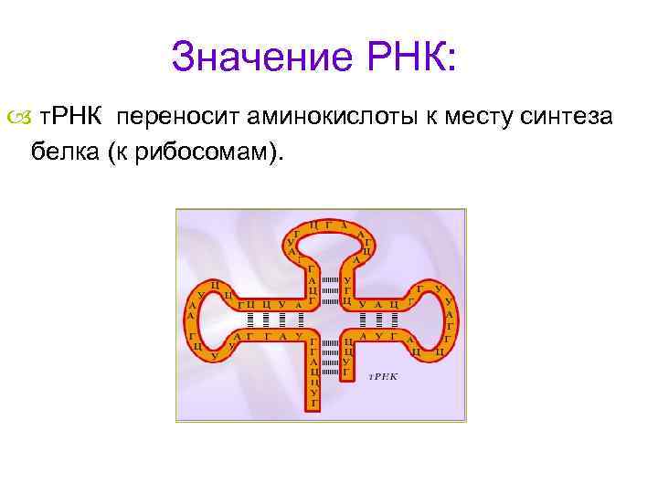 Значение РНК: т. РНК переносит аминокислоты к месту синтеза белка (к рибосомам). 