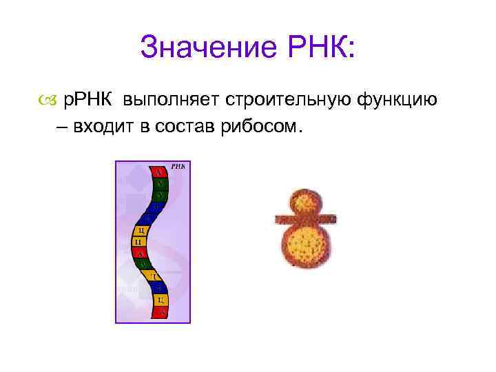 Значение РНК: р. РНК выполняет строительную функцию – входит в состав рибосом. 