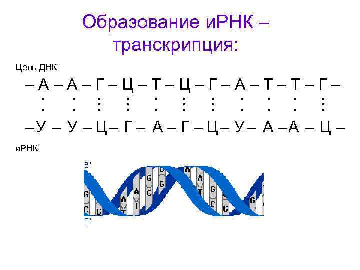 Смысловая цепь днк. ИРНК цепь а г ц т а. Цепочка ДНК Г-Г-Г-Ц-А-А-Т-Т-Ц-А. Цепочки ДНК И РНК ТРНК. Транскрипция ИРНК матрица.