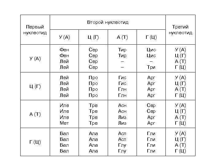 Первый нуклеотид Второй нуклеотид Третий нуклеотид У (А) Ц (Г) А (Т) Г (Ц)