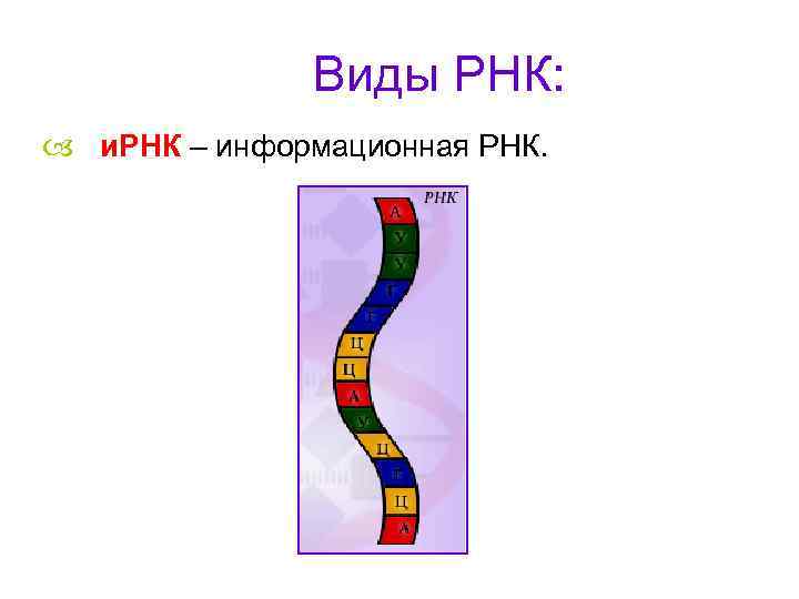 Виды РНК: и. РНК – информационная РНК. 