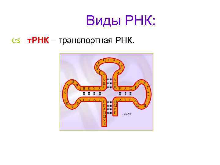 Виды РНК: т. РНК – транспортная РНК. 