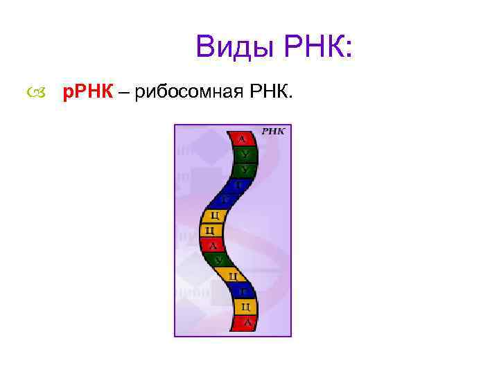 Виды РНК: р. РНК – рибосомная РНК. 