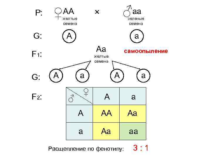 Р: ♀АА G: ♂аа А × желтые семена а Аa F 1: G: F