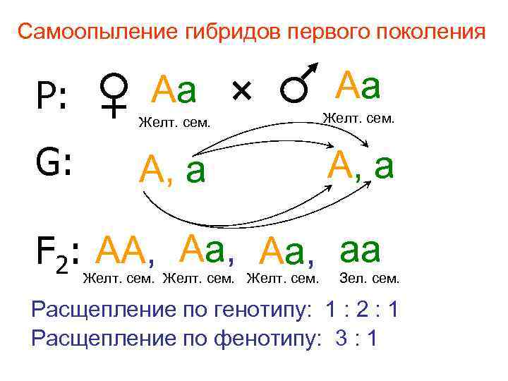 Самоопыление гибридов первого поколения Р: G: Аа Аа Желт. сем. А, а F 2:
