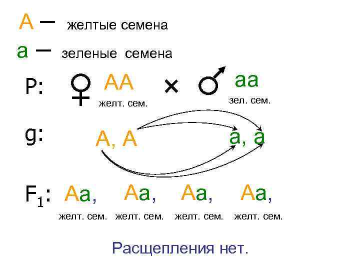 А– а– зеленые семена Р: АА g: желтые семена аа зел. сем. желт. сем.
