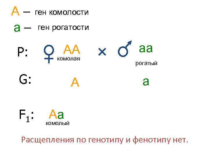 А – ген комолости а – ген рогатости Р: АА комолая G: F 1: