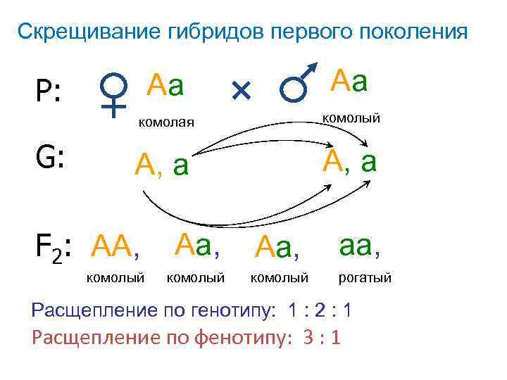 Скрещивание гибридов первого поколения Аа Аа комолая комолый А, а Р: G: F 2: