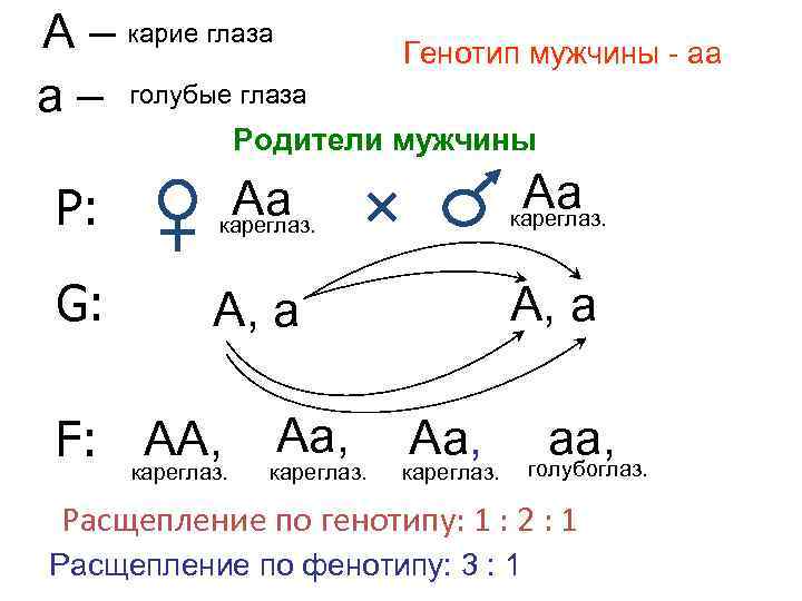 А – карие глаза а – голубые глаза Генотип мужчины - аа Родители мужчины