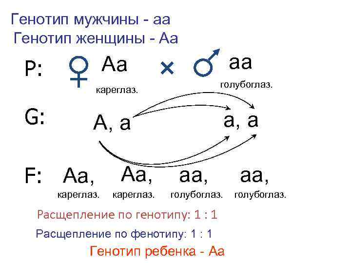 Генотип мужчины - аа Генотип женщины - Аа аа Аа Р: голубоглаз. кареглаз. G: